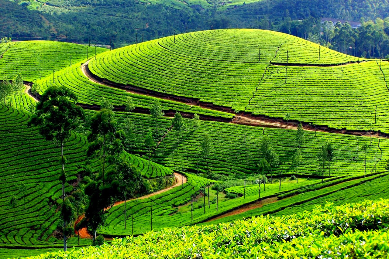 Exploring Munnar: Top Tourist Places You Shouldn’t Miss