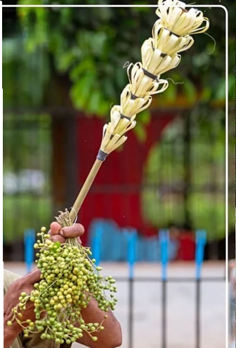 Goncha Racks Chhattisgarh Festivals: A Complete Guide to Celebrations