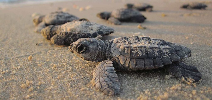 Velas Turtle Festival: A Unique Celebration of Nature and Conservation